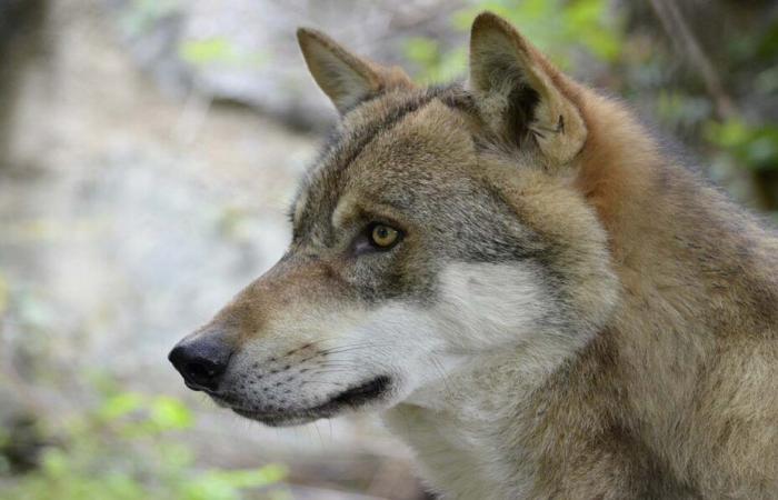 stallo legale con il Coordinamento Rurale 87 ⋆ Conoscenza degli animali