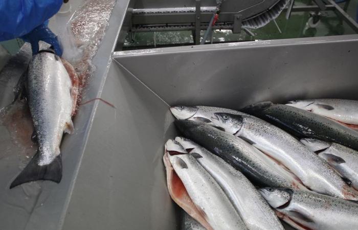 Abbandono del progetto di un allevamento di salmoni a Plouisy, nella Côtes-d'Armor: soddisfazione delle associazioni ambientaliste