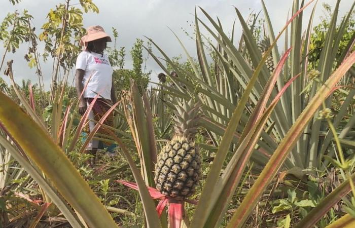 In Guyana, oltre il 60% degli agricoltori colpiti dalla siccità