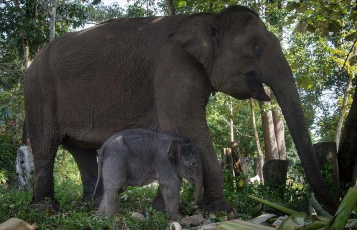 Indonesia: nascita rara di un elefante di Sumatra, in pericolo di estinzione