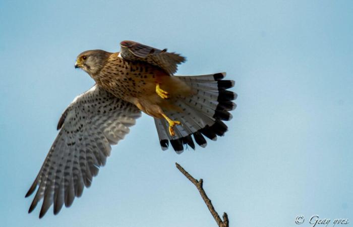 La polizia salva un uccello protetto durante una perquisizione in una casa a Orne