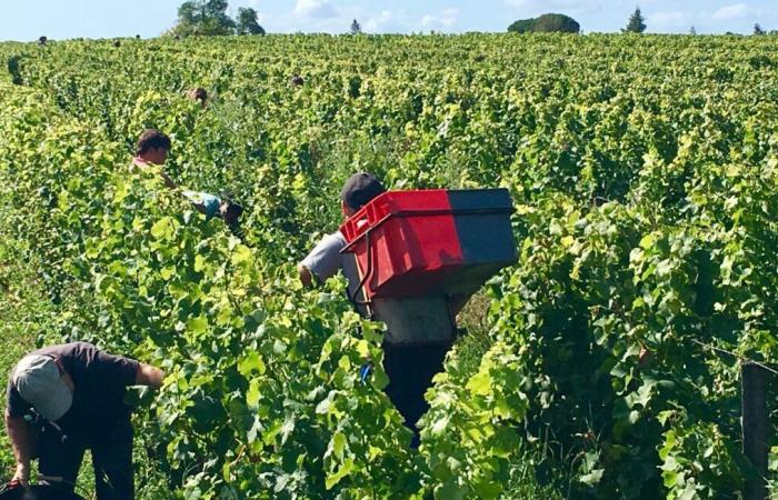 Due marocchini condannati per traffico di esseri umani nei vigneti