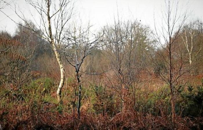 Pesticidi, caccia, prelazione… Cosa potrebbe cambiare con il parco naturale delle Landes de La Poterie