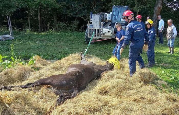 I vigili del fuoco della Seine-et-Marne sensibilizzano sui rischi degli animali