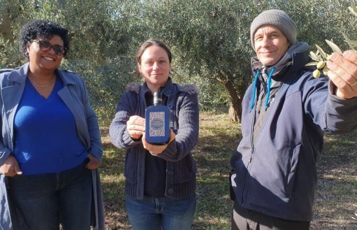 Nelle Alpi dell’Alta Provenza si coltivano ulivi rari che danno un olio dal “sapore romano”