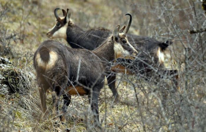 I difensori della natura protestano contro il previsto massacro di 500 camosci nel Doubs