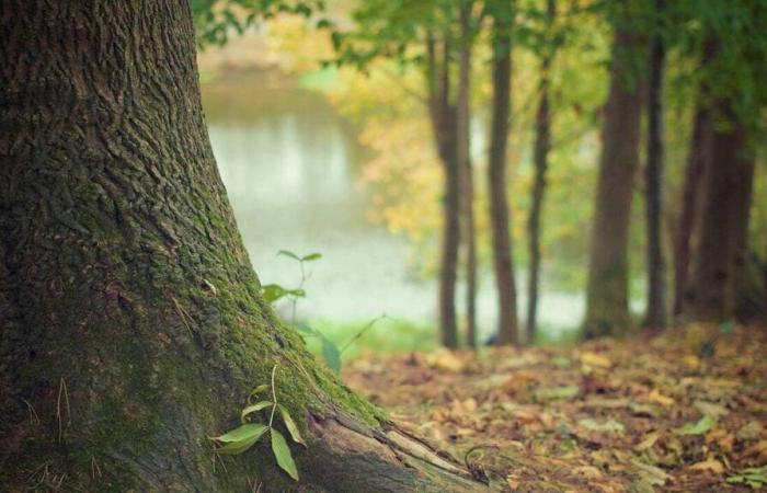 Cos'è questo concetto di foresta cineraria che potrebbe vedere la luce nella Seine-et-Marne?