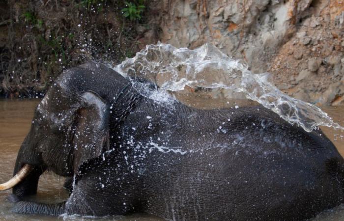 è nato un piccolo elefante di Sumatra, una buona notizia per questa sottospecie in grave pericolo di estinzione