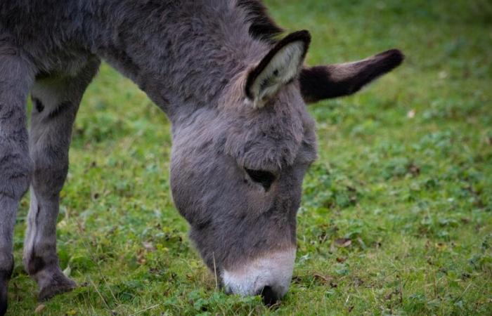 un cavallo e un asino feriti ritrovati lungo una strada, aperta un'indagine