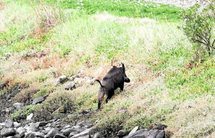 Un cinghiale visto in pieno giorno nel centro del paese di Loctudy