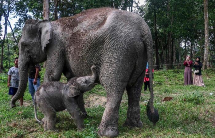 Elefante di Sumatra nato in Indonesia, evento raro per le specie in grave pericolo di estinzione