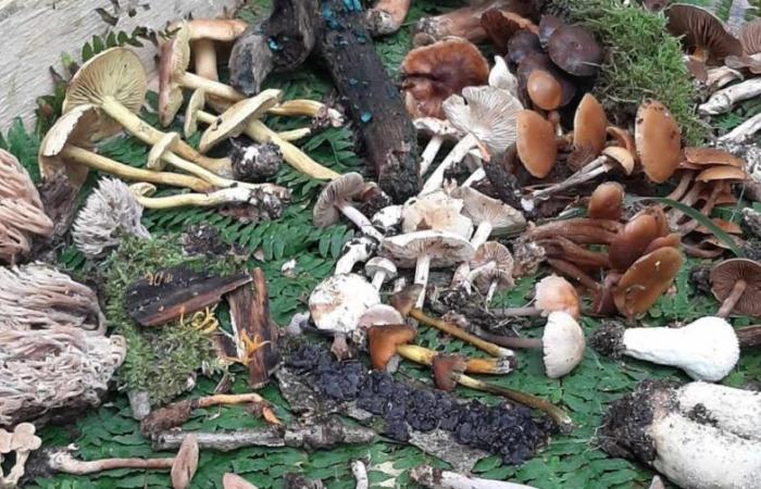 Raccolta di funghi: avvelenamenti ogni anno nel Maine-et-Loire