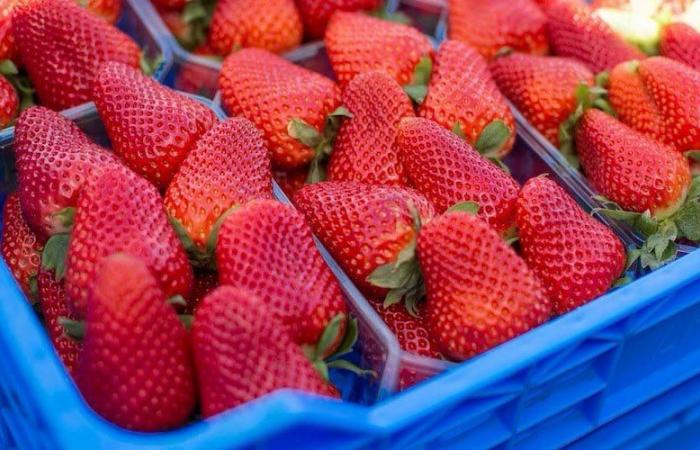 Intermarché vieta le fragole marocchine