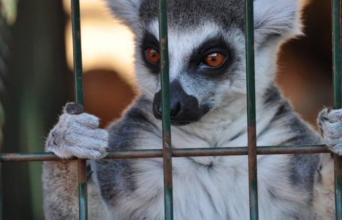 “Animali che si bagnano nei loro escrementi”, “mortalità significativa”… il direttore di uno zoo della Gironda condannato per maltrattamenti sugli animali