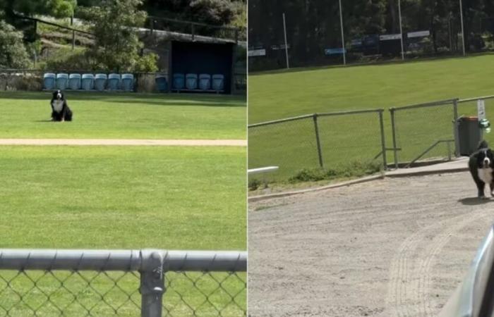 Il proprietario di un bovaro del bernese che si rifiuta di lasciare il parco intraprende un'azione drastica per convincerlo (video)