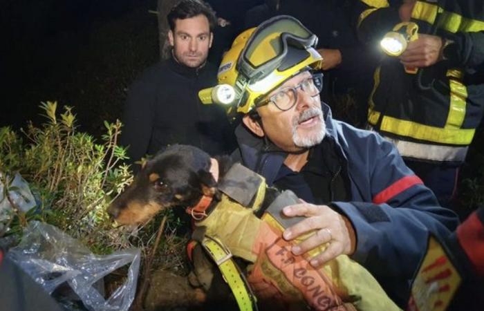 l'incredibile salvataggio di un cane in una cavità dei Pirenei Orientali