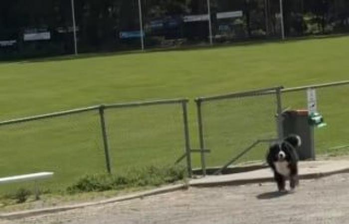 Il proprietario di un bovaro del bernese che si rifiuta di lasciare il parco intraprende un'azione drastica per convincerlo (video)