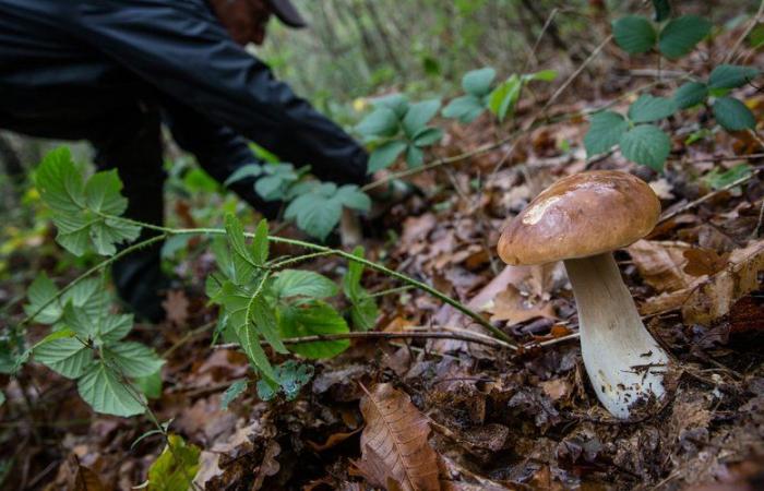 “Aiutatemi, sto per morire!”: il cacciatore lo scambia per un cinghiale e gli spara, gli amputa una gamba, testimonia