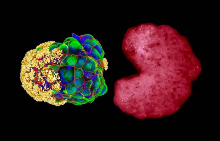 Gli scienziati confermano un “terzo stato” tra la vita e la morte