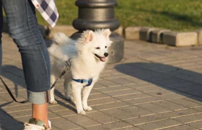 un comune decide di introdurre la documentazione del DNA per gli escrementi di cane non raccolti