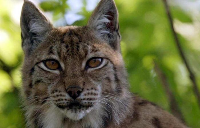 50 anni fa, la lince boreale fu reintrodotta nell'arco del Giura, nel cuore di Creux-du-Van (NE) – rts.ch