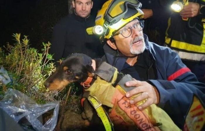 Vigili del fuoco e speleologi… Lo spettacolare salvataggio di un cane intrappolato da sabato nei Pirenei orientali