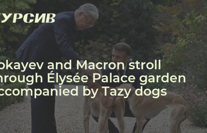 Tokayev e Macron passeggiano nel giardino del Palazzo dell'Eliseo accompagnati dai cani Tazy — – 06.11.2024