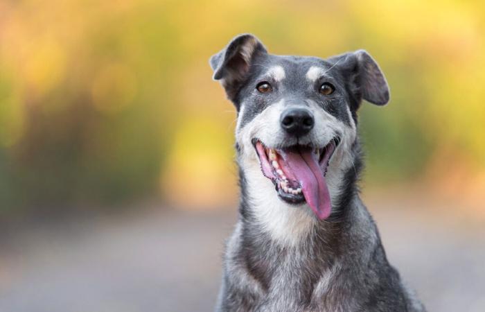 cinque cani da caccia ritrovati dopo essere stati rubati durante il fine settimana