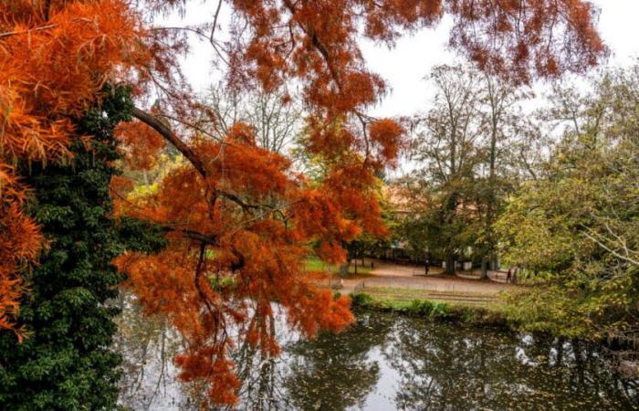 Mosella. Sapete come respirano i vecchi cipressi calvi di Metz?