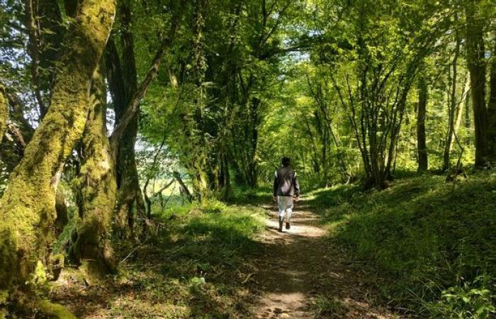 Conferenze, laboratori, passeggiate… Lasciatevi andare al “canto delle foreste” nella Creuse