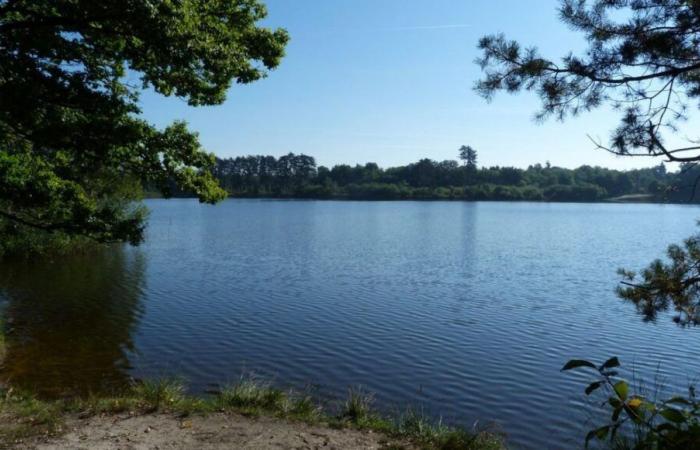 Caccia al cervo nel centro ricreativo Etang des Bois: i cacciatori contraddicono le accuse di AVA France