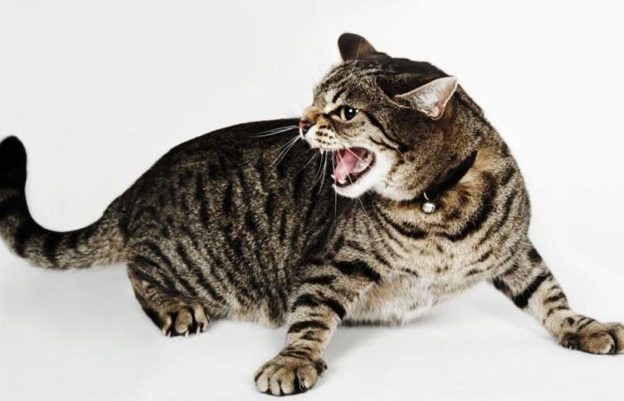 Sindrome del gatto tigre: comprendere e gestire questo disturbo