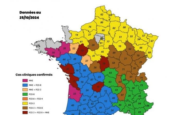 FCO-3: il numero dei casi è in aumento, la vaccinazione è ancora consigliata