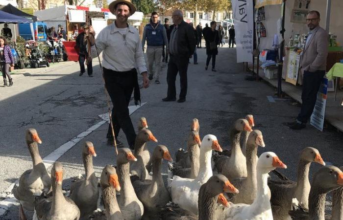 Fiere di Saint-Martin nel Gers: un fine settimana di festa a Lectoure e L'Isle-Jourdain