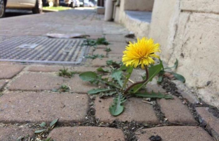 In questo comune della Côtes-d'Armor gli abitanti dovranno ora zappare davanti alla porta di casa