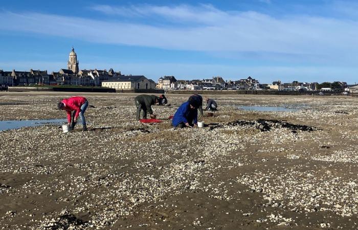 La pesca dei molluschi è vietata nell'estuario della Loira per decreto prefettizio