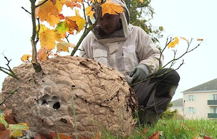 l'autunno non ferma i calabroni asiatici, il calendario dei professionisti è fitto