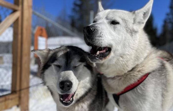 La SPCA vuole stringere le viti sui proprietari di cani da slitta