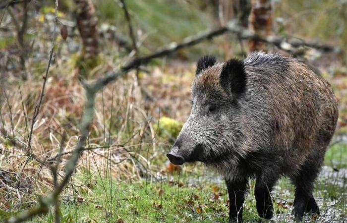 Per “accontentare i bambini”, una coppia tiene per un anno un cinghiale: l'animale viene soppresso