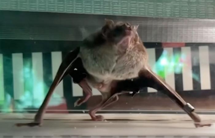 Grazie al sangue che bevono, i pipistrelli vampiri possono correre per più di un’ora