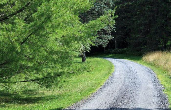 Il padre voleva abbandonare il figlio di 6 anni nel bosco: il bambino si aggrappa all'auto, è gravemente ferito