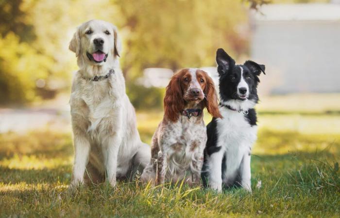 2.488 euro all’anno: è il costo esorbitante di un cane in Belgio