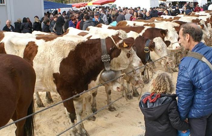 Grande Fiera di Saint-Martin a Seyssel, una delle più importanti della zona!