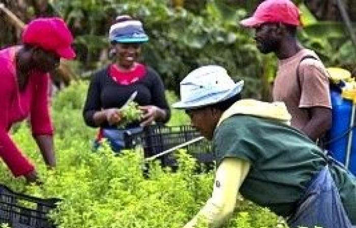 Haiti – Agricoltura: La Repubblica Democratica del Congo cerca una soluzione al problema dei lavoratori agricoli haitiani illegali