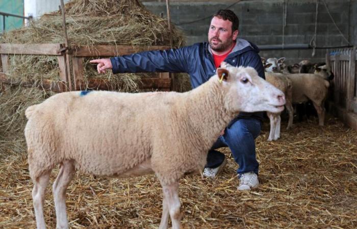 colpita dalla febbre catarrale degli ovini, l'industria ovina delle Landes è stata ricevuta dal prefetto