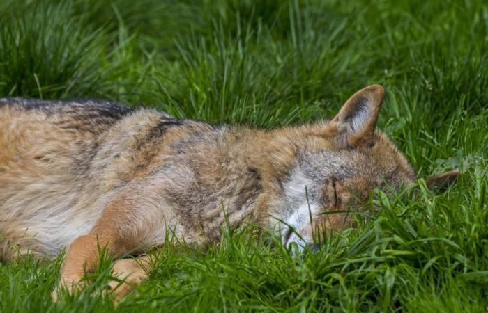 È morto o ferito? Un lupo non ritrovato in Svizzera nei pressi del Mont Tendre dopo la sparatoria regolamentare