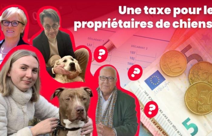 Tassare i proprietari di cani nel 2025? Nell'Oise, cosa ne pensi? “Farebbero meglio a tassare la stupidità!”