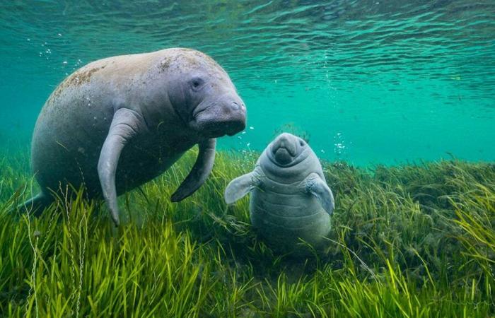 Le più belle foto di animali in mostra a Basilea