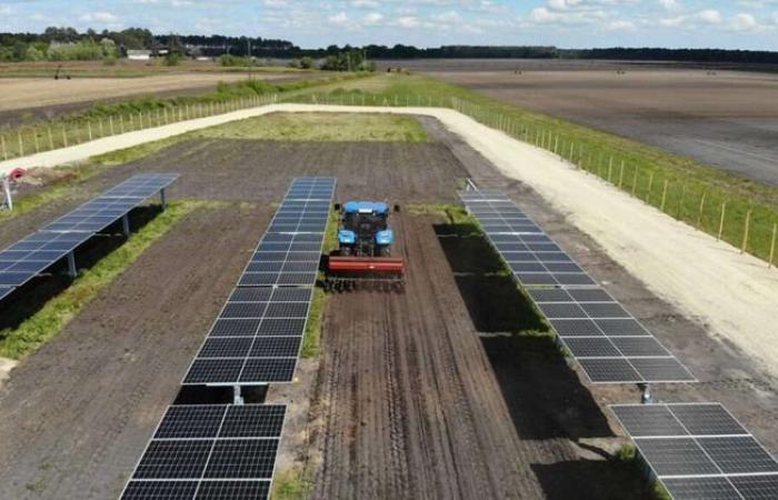 L’agricoltura solare mette radici a Losse