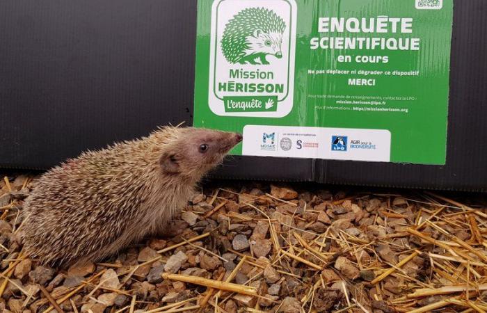 Lapenne. Missione del riccio e incontro tra gli uccelli dell'Ariège